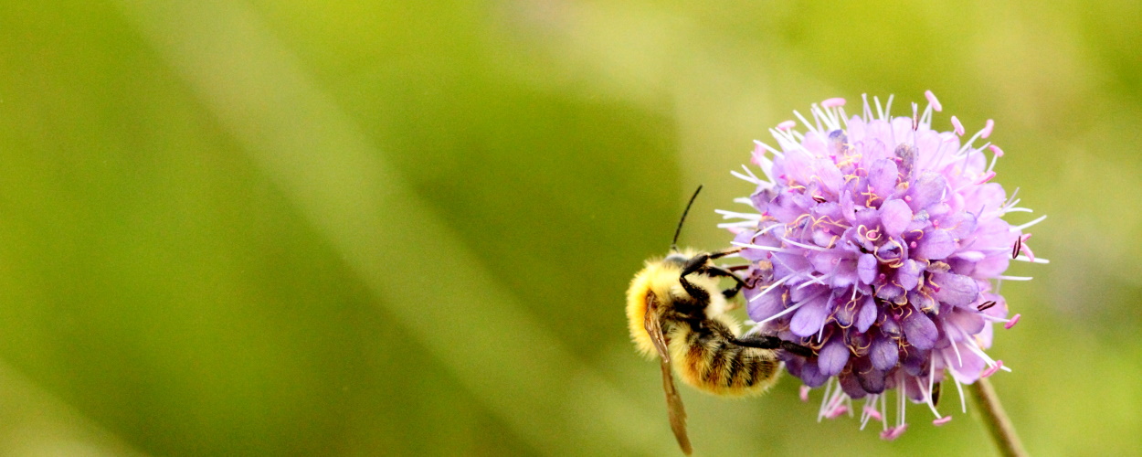 Bombus sp reserve lan bern glomel PierrickPustoch