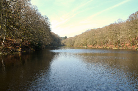 La forêt de Beaucours