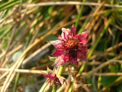 Le marais de Magoar-Penvern - Réserve Naturelle