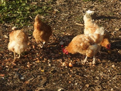 Camping à la ferme Mellon