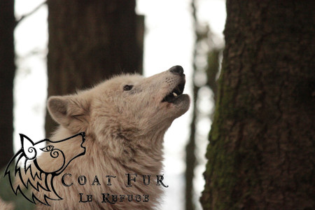 Refuge des Loups de Coat Fur