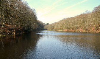 La forêt de Beaucours