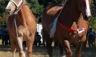 Fête des Battages et concours de chevaux (pouliches)