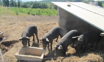 Camping à la ferme Mellon