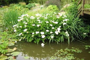 Jardin de Kervézennec