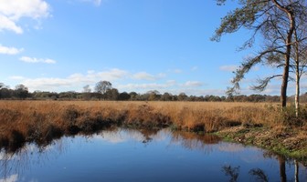 Les landes de Lan Bern - Réserve Naturelle