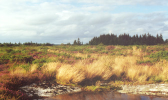 Au pays des bruyères et de la droséra - les landes de Locarn
