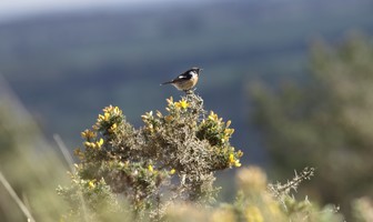 Les landes de Locarn