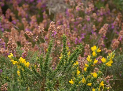 Site naturel des Landes de Locarn