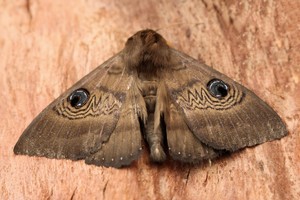 Les papillons de nuit | Le Bel Automne