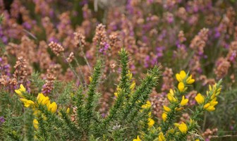 Site naturel des Landes de Locarn