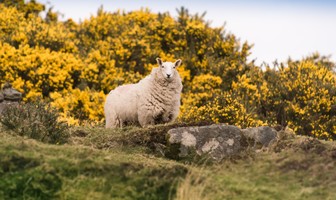 Les moutons de Kernon | D&amp;SF