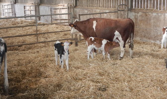 La ferme de David | D&amp;SF