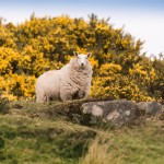 moutons